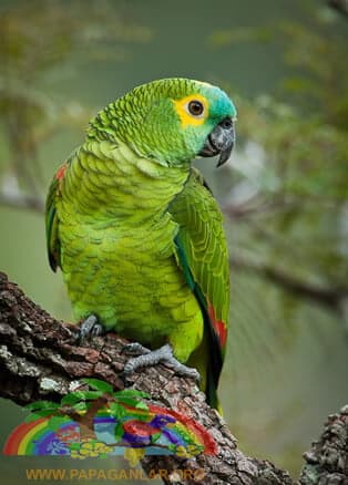 Amazon Papağanları
