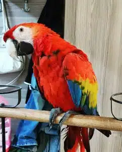 Ara Ara-Papagei
