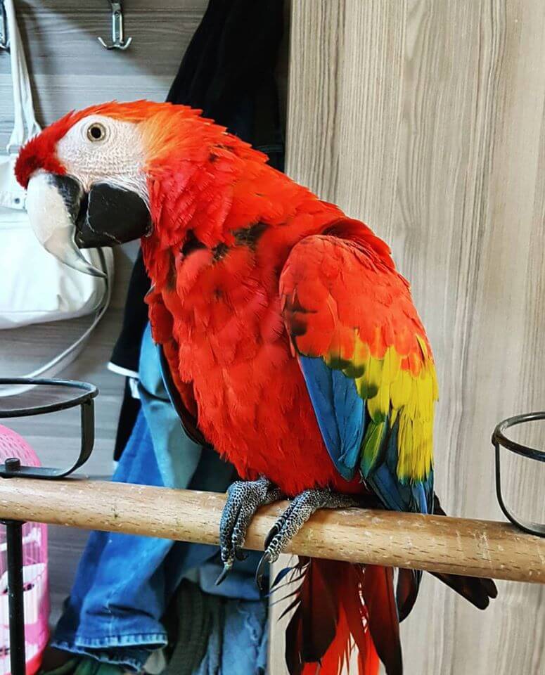 Ara Macaw Papağanı