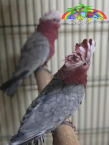 Gül Kakadu Papağanı