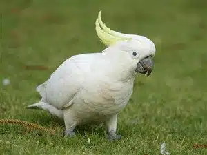 Parrot Varieties - Cockatoo Parrot