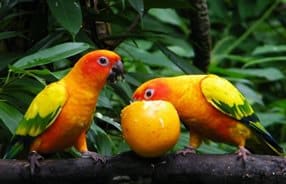 Papageienvarietäten - Konur Papagei