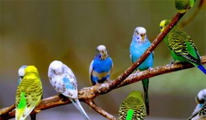 Doğal Ortamda Muhabbet Kuşları