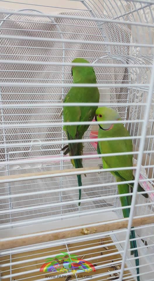 Pakistan Papağanları