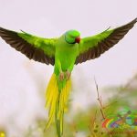 Pakistan Papağanı