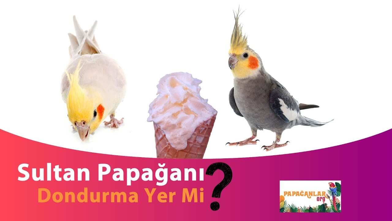 dondurma sevdalısı sultan papağanı