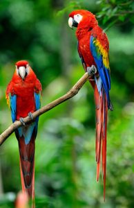 Vogelarten, die als die schönsten Aras gelten Papagei