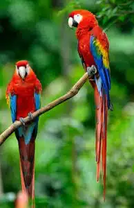 Las especies de aves que se consideran las más bellas son el loro guacamayo de búsqueda
