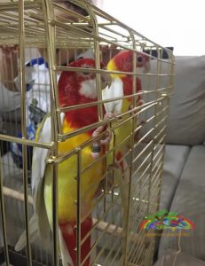Lutino Rozella Papağanı