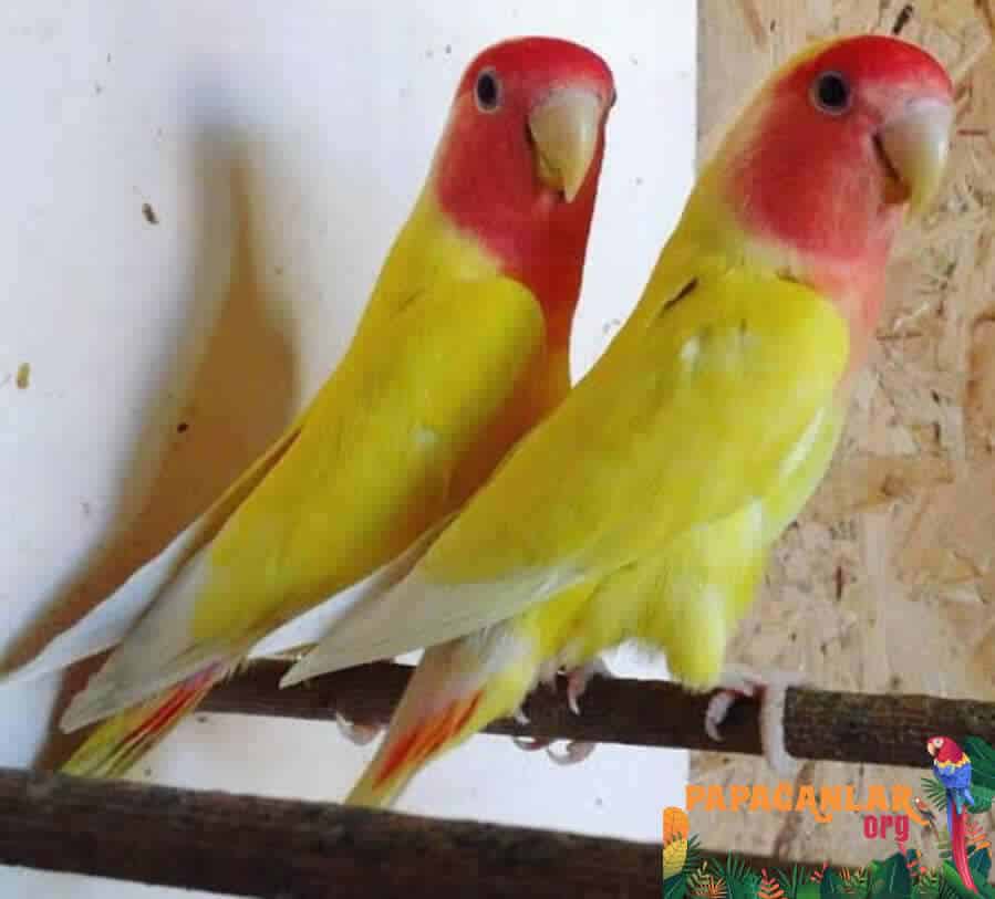 Sarı - Kırmızı İki adet Sevda Papapağanı
