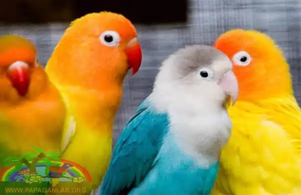 Sevda ve Cennet Papağanları Genel Özellikleri