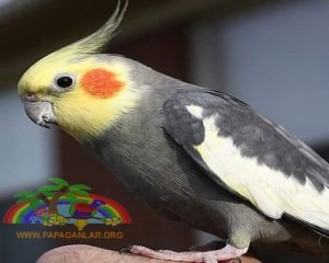Sultan Papağanları Hakkında Genel Bilgi