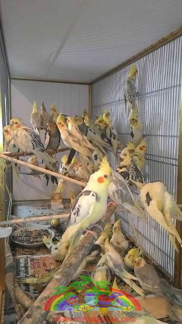 Nymphensittich Papageienkäfige
