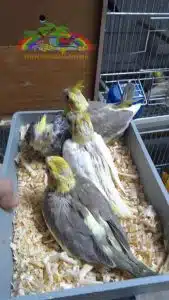 Sultan papağanı sahiplendirme