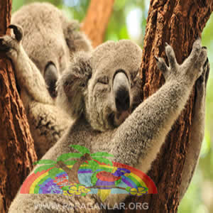 Tembel Koala