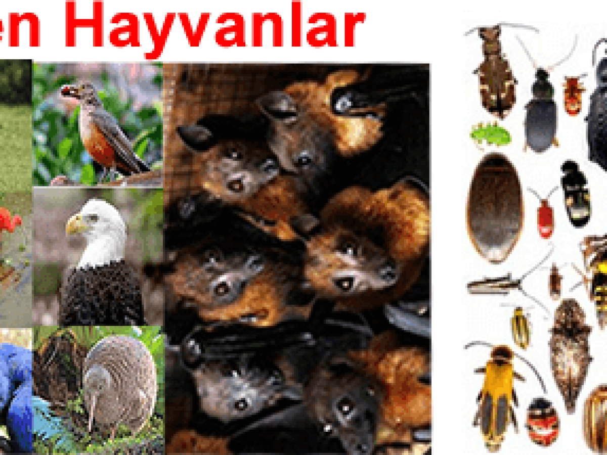 Ucabilen Hayvanlar Kaca Ayrilir