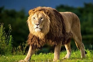 El animal más mencionado en el documental es el león
