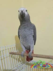 Examples of The Most Beautiful Animals Gray Parrot