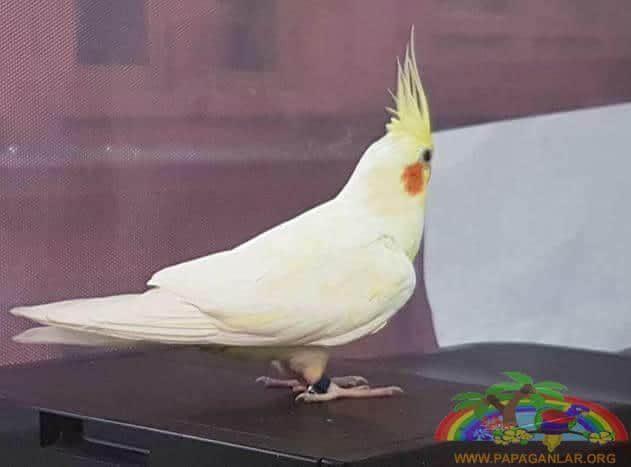 En Güzel Hayvanlardan Örnekler Sultan Papağanı