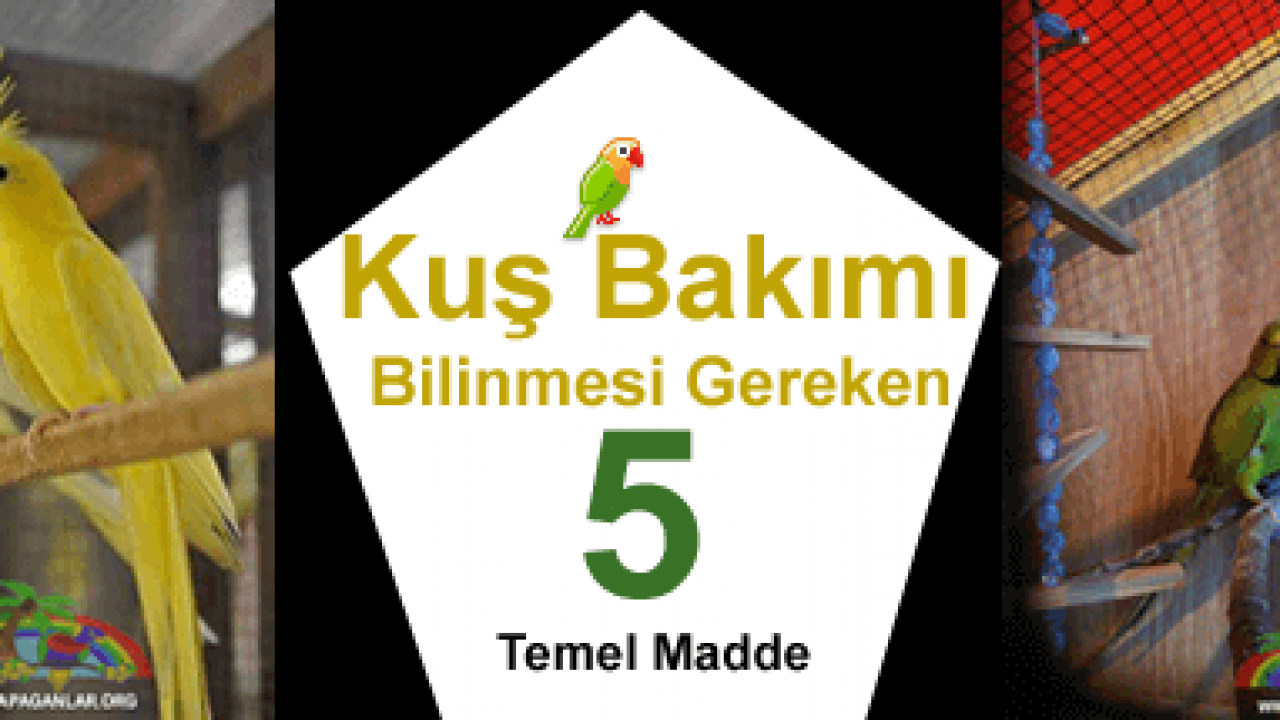 Kuş Bakımından Bilinmesi Gereken 5 Temel Madde