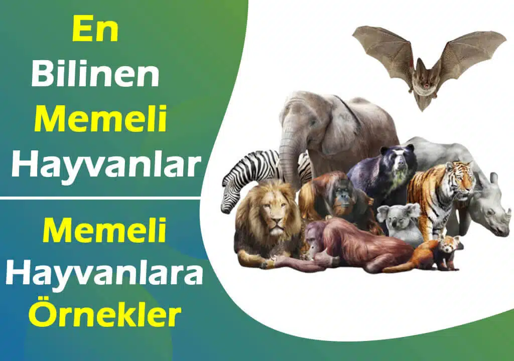 Mammalian Characteristics