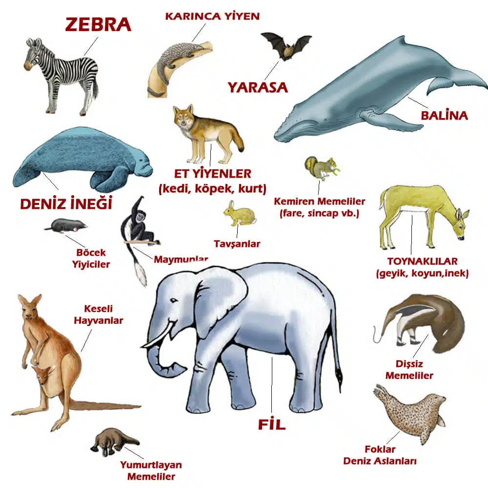 ¿Qué son los mamíferos?