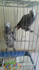 What Are Parrot Diseases?