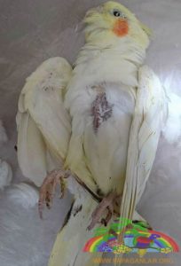 Papağanların Yaşadığı Hastalıklar Nelerdir?