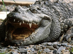 Most Mentioned Animal in Documentary Crocodile