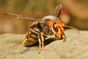 Japanese Wasps