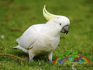 Kakadu-Papageien