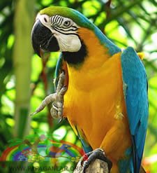 Mavi Altın Macaw Papağanı