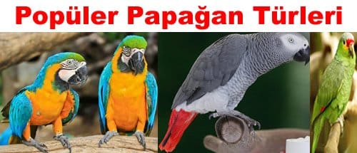 Popüler Papağan Türleri