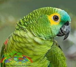 Amazonas-Papageien mit gelben Federn
