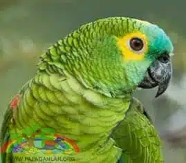 Yellow Feathered Amazon Parrots