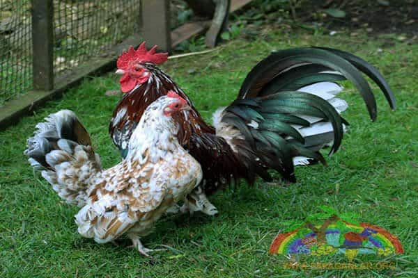 Serema Rooster