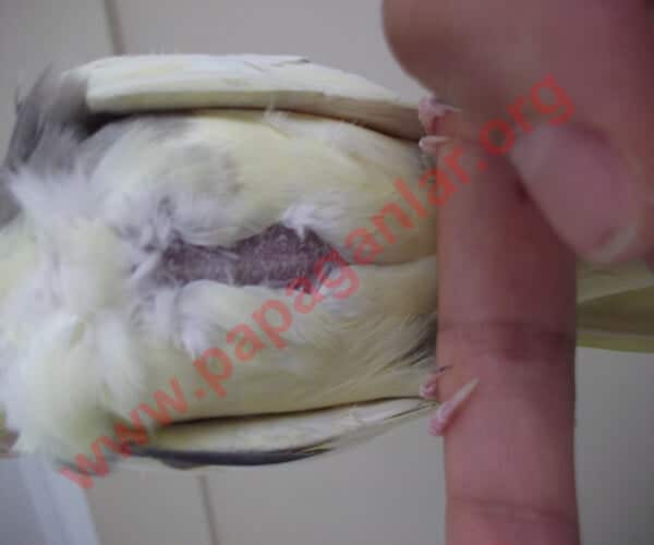 Drying Disease in Poultry