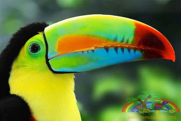 Toucan - Parrot-like