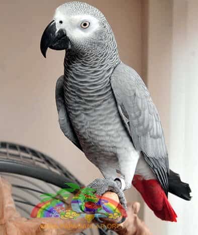 Afrika Gri Papağanı Kongo