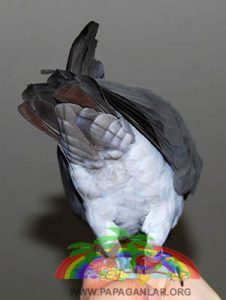 African Gray Parrot Timneh