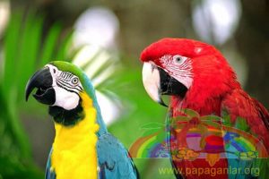 Afrika Papağanı Doğal Yaşam Hayatları