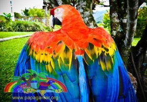 Afrika Papağanı Doğal Yaşam Hayatları