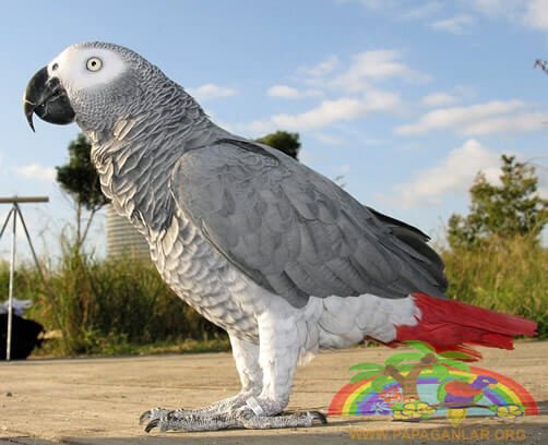 Afrika Gri Papağanı Kongo