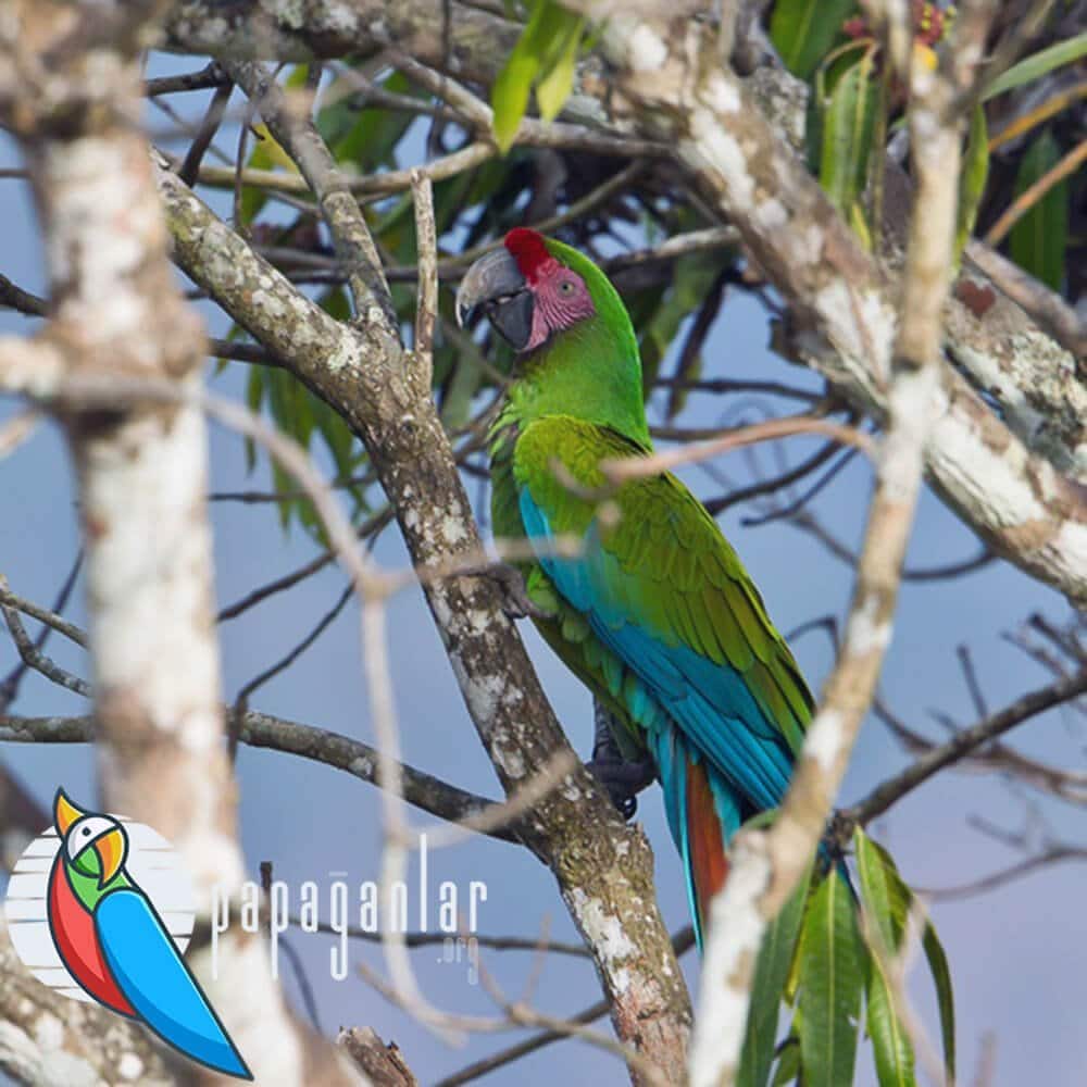 ara macaw parrot price