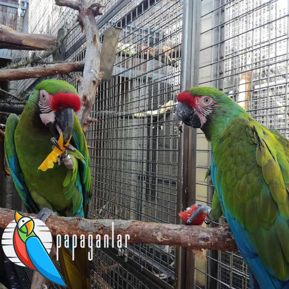 ara macaw - ara papağanı fiyatları 2021