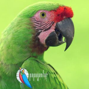soldier macaw ara parrot