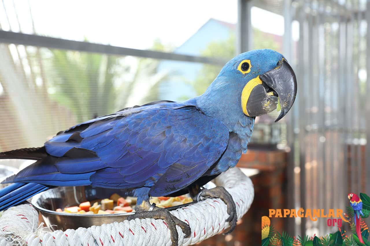 blue macaws 