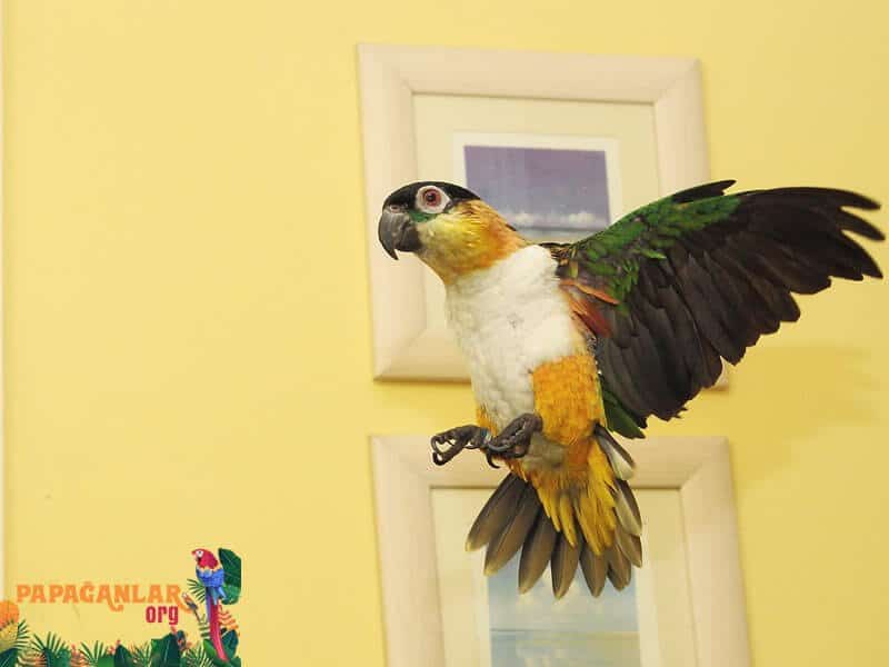 Where can I find a caique parrot?