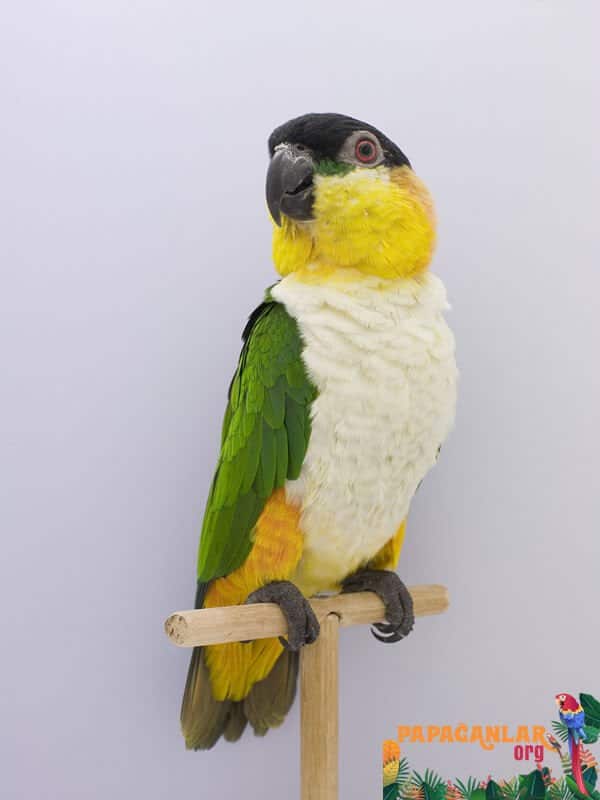 Caique -Papagei kaufen