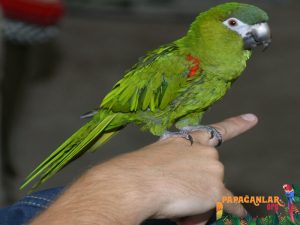 Cüce Ara Macaw Papağanı Özellikleri